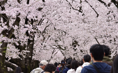 小千谷 桜